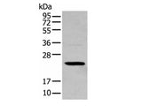 TCEAL4 Polyclonal Antibody