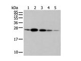 RAB11A Polyclonal Antibody Reactivity Human