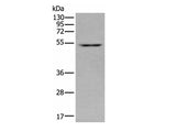 ZNF672 Polyclonal Antibody