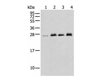 MOB4 Polyclonal Antibody Reactivity Human