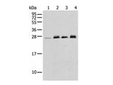 MOB4 Polyclonal Antibody Reactivity Human