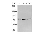 GCLC Polyclonal Antibody