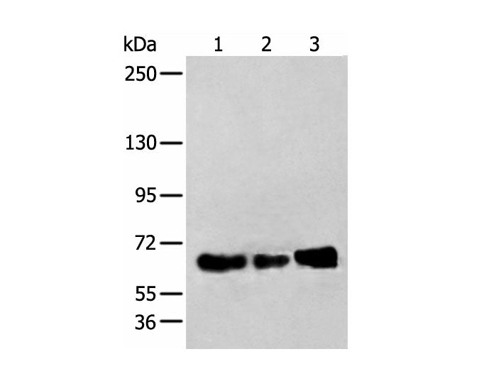 ZBTB5 Polyclonal Antibody Reactivity Human