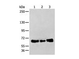 ZBTB5 Polyclonal Antibody Reactivity Human