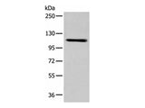 ZNF281 Polyclonal Antibody Reactivity Mouse