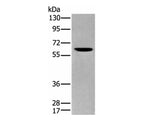 ZKSCAN1 Polyclonal Antibody Reactivity Human