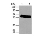 ZNF207 Polyclonal Antibody Reactivity Human