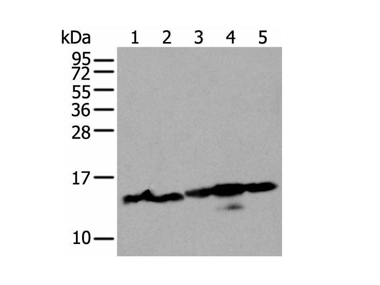 HIST1H3A Polyclonal Antibody Reactivity Mouse