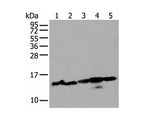 HIST1H3A Polyclonal Antibody Reactivity Mouse