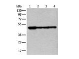 VRK1 Polyclonal Antibody