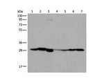 VTI1B Polyclonal Antibody Reactivity Human