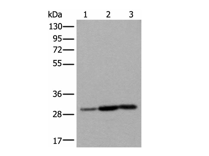 SNRPA Polyclonal Antibody Reactivity Human