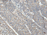 UNC13B Polyclonal Antibody Reactivity Human