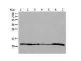 UQCRQ Polyclonal Antibody Reactivity Human