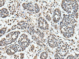 UPK3A Polyclonal Antibody Reactivity Mouse