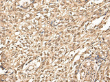 ATAD3A Polyclonal Antibody Reactivity Human