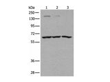 ATAD3A Polyclonal Antibody Reactivity Human