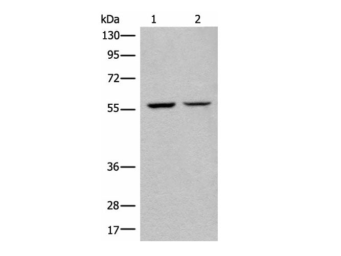 ATL3 Polyclonal Antibody Reactivity Human