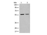 ATL3 Polyclonal Antibody Reactivity Human