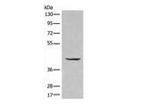 BBOX1 Polyclonal Antibody Reactivity Human
