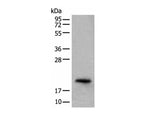 CRYGS Polyclonal Antibody Reactivity Human