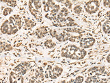 BRD7 Polyclonal Antibody