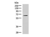 BRD9 Polyclonal Antibody Reactivity Human