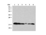 BUD31 Polyclonal Antibody Reactivity Human