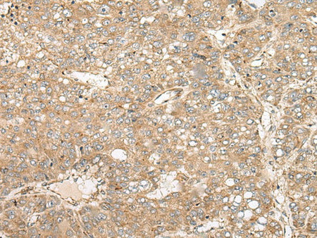 COA7 Polyclonal Antibody Reactivity Human