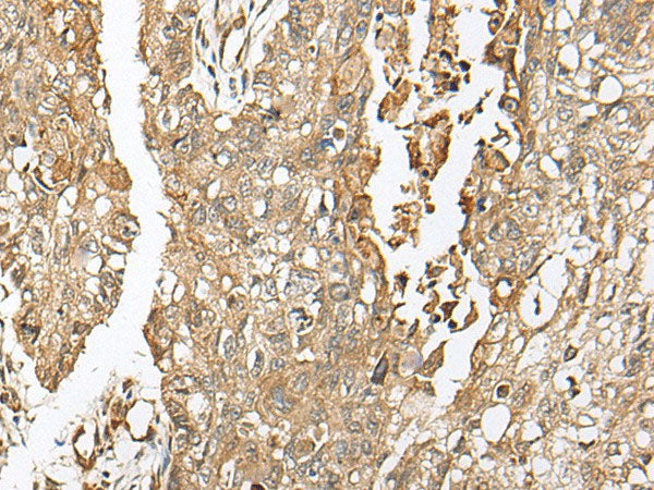 COA7 Polyclonal Antibody Reactivity Human