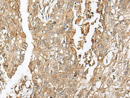 COA7 Polyclonal Antibody Reactivity Human