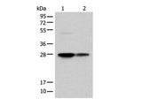 COA7 Polyclonal Antibody Reactivity Human