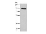 C1R Polyclonal Antibody Reactivity Human