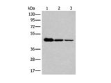 NADK2 Polyclonal Antibody Reactivity Human
