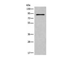 C7 Polyclonal Antibody Reactivity Human
