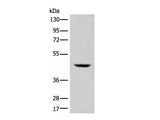 SHPK Polyclonal Antibody