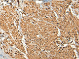 MICU1 Polyclonal Antibody Reactivity Human