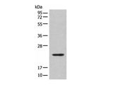 CBFB Polyclonal Antibody