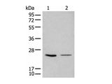 CDCA4 Polyclonal Antibody Reactivity Human