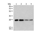 CHCHD3 Polyclonal Antibody Reactivity Human