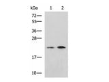 CHMP6 Polyclonal Antibody Reactivity Human