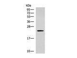 CMPK1 Polyclonal Antibody