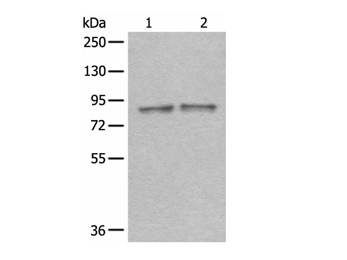 DDX1 Polyclonal Antibody