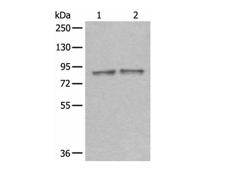 DDX1 Polyclonal Antibody