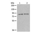 DDX1 Polyclonal Antibody