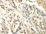 DDX39A Polyclonal Antibody