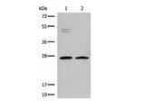 HLA-DMB Polyclonal Antibody Reactivity Human