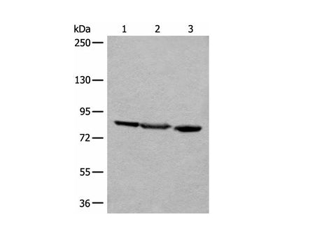 TAGAP Polyclonal Antibody