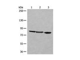 TAGAP Polyclonal Antibody
