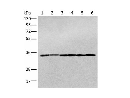 PITPNB Polyclonal Antibody